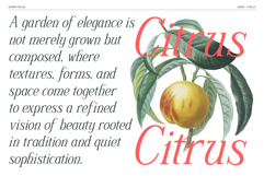 Schriftolia Elegant Serif Italic Product Image 5