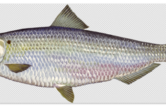 30 American Game Fish Transparent PNGs Bundle Duane Raver Product Image 4