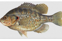 30 American Game Fish Transparent PNGs Bundle Duane Raver Product Image 5