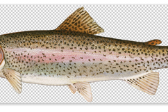 30 American Game Fish Transparent PNGs Bundle Duane Raver Product Image 6