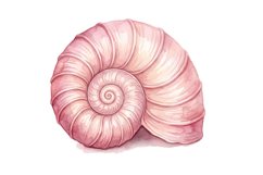 Sea Shell Png | Cute Mermaid Png Product Image 1