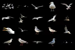 100 SEAGULLS TRANSPARENT PNG FILES ANIMAL PHOTOSHOP OVERLAYS Product Image 4