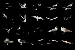 100 SEAGULLS TRANSPARENT PNG FILES ANIMAL PHOTOSHOP OVERLAYS Product Image 3