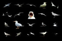 100 SEAGULLS TRANSPARENT PNG FILES ANIMAL PHOTOSHOP OVERLAYS Product Image 2