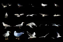 100 SEAGULLS TRANSPARENT PNG FILES ANIMAL PHOTOSHOP OVERLAYS Product Image 6