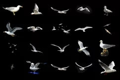 100 SEAGULLS TRANSPARENT PNG FILES ANIMAL PHOTOSHOP OVERLAYS Product Image 5