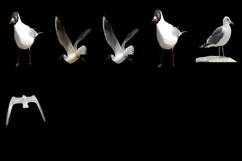100 SEAGULLS TRANSPARENT PNG FILES ANIMAL PHOTOSHOP OVERLAYS Product Image 7