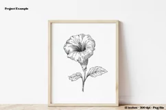 September Birth Month Flower PNG September Birth Flower Png