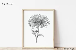 September Birth Month Flower PNG September Birth Flower Png