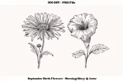 September Birth Month Flower PNG September Birth Flower Png