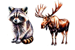 Fall Woodland animals , clipart, PNG, Animals,Fall, Woodland Product Image 8