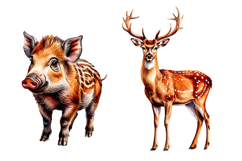 Fall Woodland animals , clipart, PNG, Animals,Fall, Woodland Product Image 9