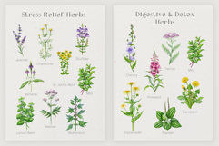 Apothecary Herbs Illustration Set Product Image 9