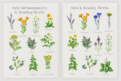 Apothecary Herbs Illustration Set Product Image 8