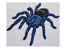 Electric Blue Earth Tiger Tarantula Product Image 3