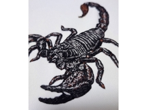 Emperor Scorpion Product Image 5