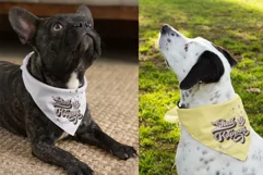 Shed Happens Dog Bandana Quote SVG Design Cricut For DIY