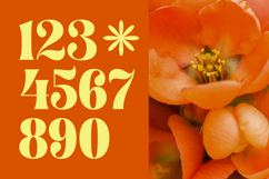 Shyne Roska - Groovy Serif Display Font Product Image 14