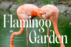 Silent Gingers - Modern Serif Display Product Image 5