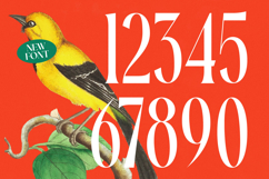Silent Gingers - Modern Serif Display Product Image 9