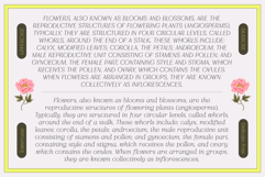 Silkrose - Delicate &amp; Feminine Display Italic Font Product Image 7