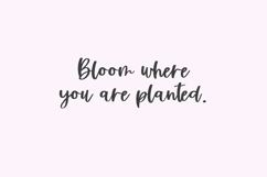 Silver Birch Script Product Image 3