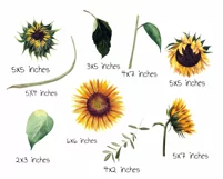 Watercolor sunflower png clipart. Product Image 3