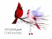 Watercolor Christmas clipart with cardinal birds Product Image 3