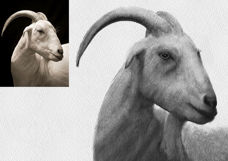 Procreate Sketch Flow Pro Set Product Image 12