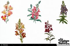 Snapdragons Vintage Floral Botanical Clip Art Product Image 3