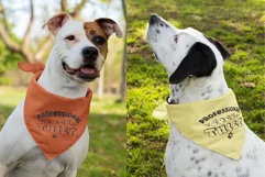 Sock Thief Dog Bandana Quote SVG Pet Design Cricut For DIY