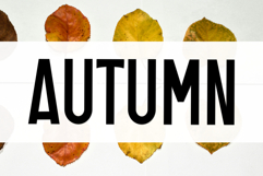 Soft Elegant Product Image 5