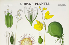 35 Norwegian Floral Vintage Botanical Illustrations Bundle Product Image 4