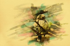 Songbird vintage card Product Image 2