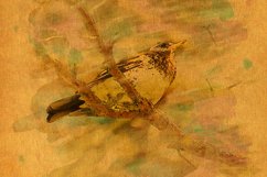 Songbird vintage card Product Image 4
