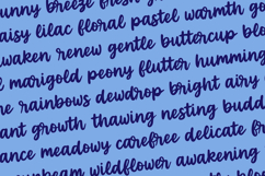 SOFTEST PETAL Brush Script Font Product Image 3