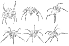6 Spider PNG Illustrations Creepy Horror &amp; Halloween Clipart Product Image 3