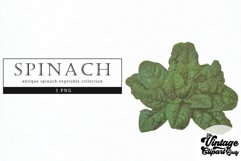 Spinach Vintage Vegetable Botanical Clip Art Product Image 1