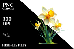 Daffodil PNG Product Image 2