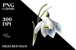 y Snowdrop Watercolor PNG Product Image 2