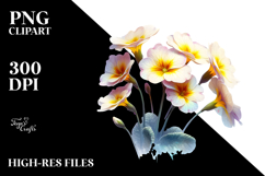 Primrose with Watercolor Splash, PNG Product Image 2