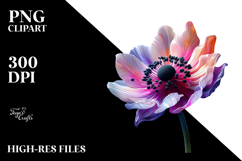 Anemone, Colorful PNG Product Image 2