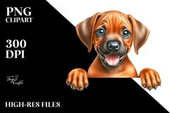 Crazy Looking Baby Rhodesian Ridgeback Clipart Product Image 1