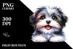 Baby Havanese with Big Eyes PNG Product Image 2