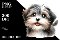 Baby Havanese with Big Eyes PNG Product Image 2