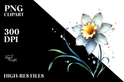 Daffodil with Gold Insertions, PNG Product Image 2