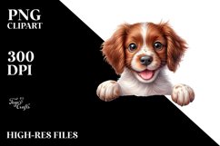 Crazy Looking Baby Brittany | Sublimation | Clipart Product Image 3