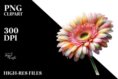 y Gerbera Watercolor PNG Product Image 2