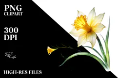 Watercolor Daffodil Painting, Transparent PNG Product Image 2