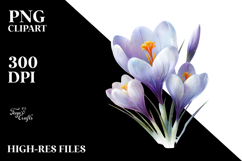 Crocus Watercolor Splash PNG Product Image 2